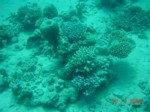 MS-Corals-2.JPG

66,18 KB 
640 x 480 
13-10-2003
